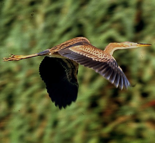 airone rosso lago di varese
